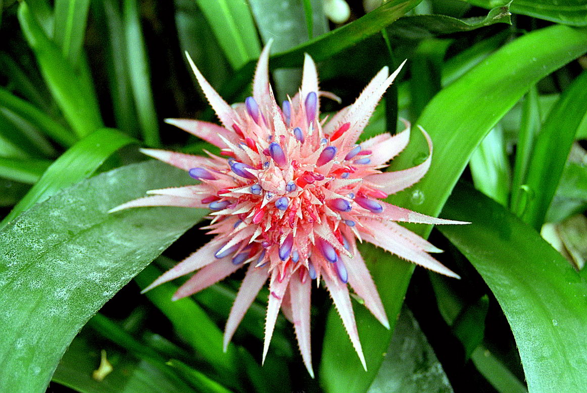 Aechmea Fasciata